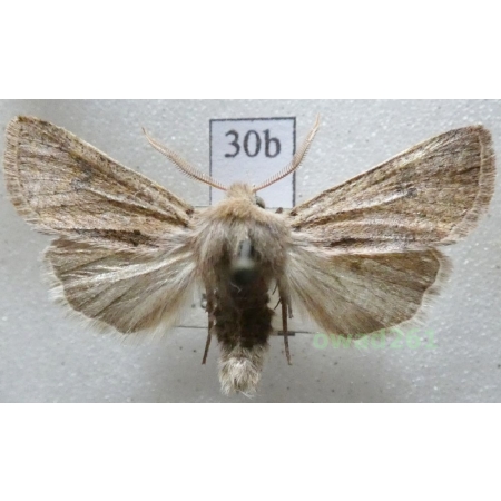 Orthosia cruda (Denis & Schiffermüller, 1775) Czech30b